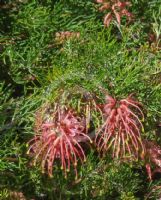 Grevillea dielsiana