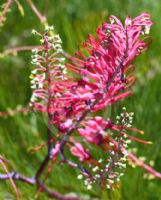 Grevillea dryandri