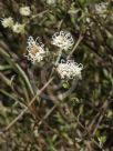 Grevillea endlicheriana