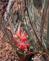 Grevillea erectiloba