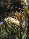 Grevillea exul exul