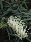 Grevillea exul exul