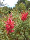 Grevillea georgeana