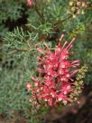 Grevillea georgeana