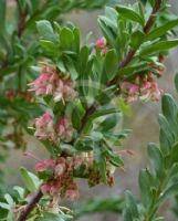 Grevillea iaspicula