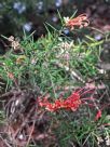 Grevillea juniperina