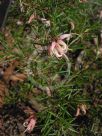 Grevillea juniperina