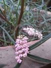 Grevillea leptobotrys