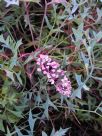 Grevillea leptobotrys