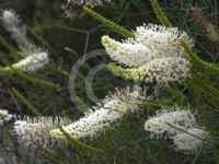 Grevillea leucoclada