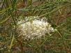 Grevillea leucoclada