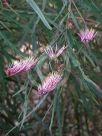 Grevillea longifolia