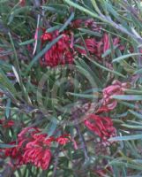 Grevillea molyneuxii