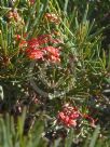 Grevillea molyneuxii