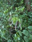 Grevillea mucronulata