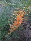 Grevillea nana