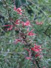 Grevillea newbeyi