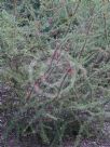 Grevillea newbeyi