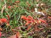 Grevillea nudiflora