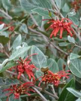 Grevillea oxyantha