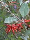 Grevillea oxyantha