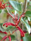 Grevillea oxyantha