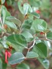 Grevillea oxyantha