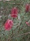 Grevillea paradoxa