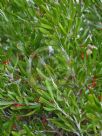 Grevillea pauciflora