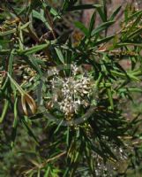 Grevillea phanerophlebia