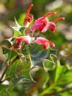 Grevillea pilosa