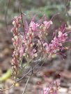 Grevillea plurijuga plurijuga