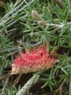 Grevillea rigida rigida