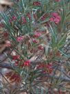 Grevillea rosmarinifolia