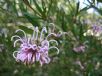 Grevillea sericea sericea