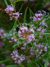 Grevillea sericea sericea