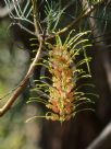 Grevillea stenomera