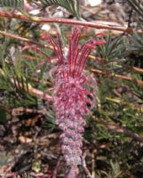 Grevillea thyrsoides pustulata