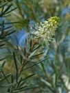 Grevillea trachytheca