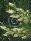 Grevillea trachytheca