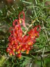 Grevillea treueriana