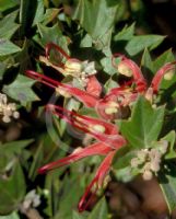 Grevillea tripartita macrostylis