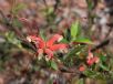 Grevillea tripartita macrostylis