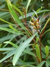 Grevillea venusta