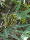 Grevillea venusta