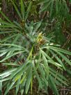 Grevillea venusta