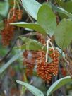 Grevillea victoriae