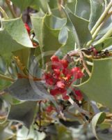 Grevillea wickhamii aprica