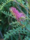 Grevillea Boongala Spinebill