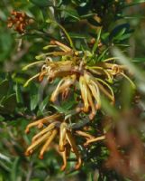 Grevillea Canterbury Gold